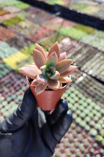 Graptosedum bronze