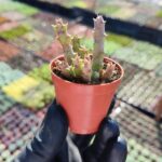 Orbea variegata f. Minima Leş Kaktüs