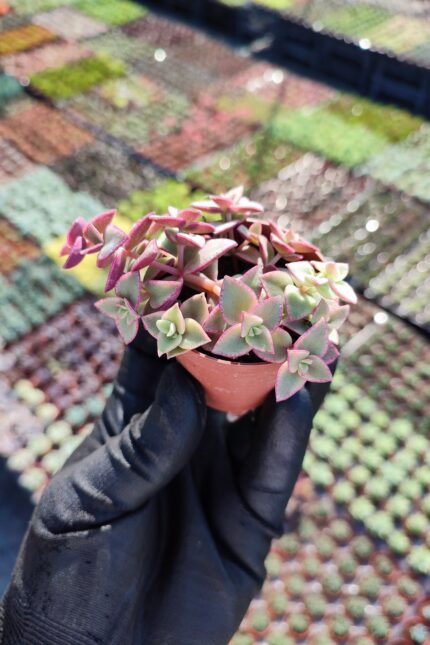 Crassula Pellucida Marginalis Variegata