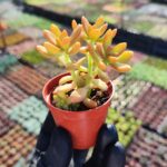 Sedum nussbaumerianum