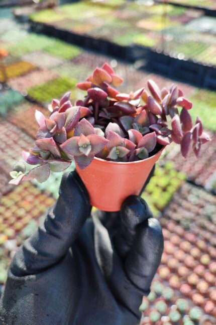 Crassula Pellucida ssp. Marginalis f. rubra