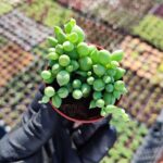 Senecio Rowleyanus - Tesbih Çiçeği