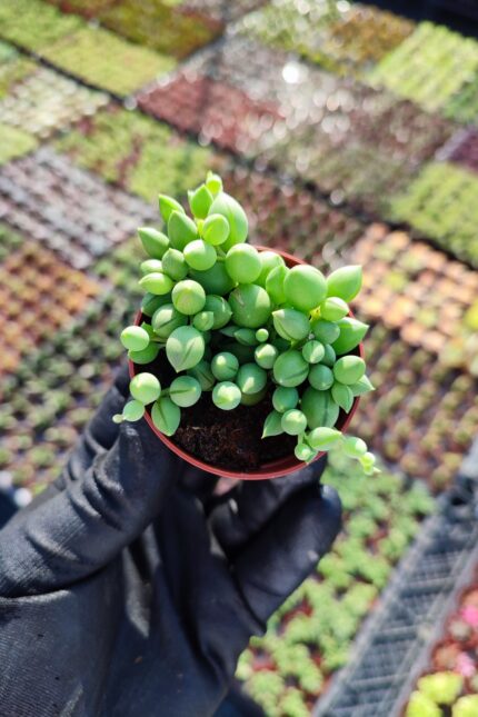 Senecio Rowleyanus - Tesbih Çiçeği