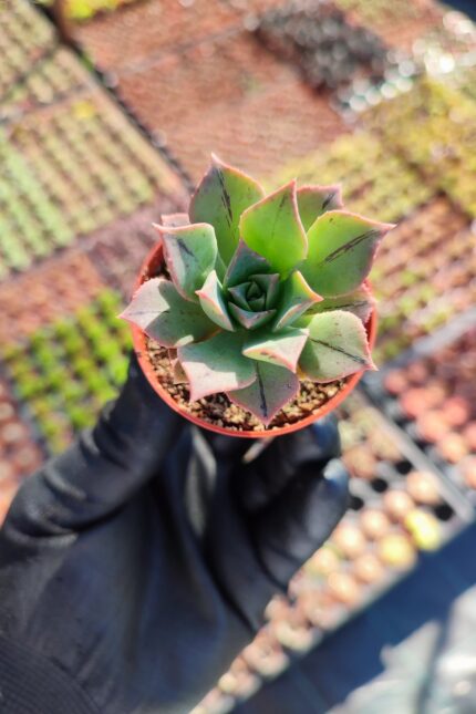 Aeonium Leucoblepharum