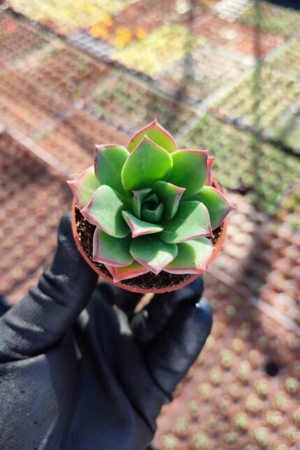 Aeonium Decorum var.Guarimarense