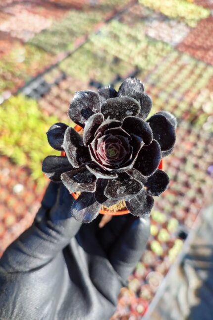 Aeonium arboreum zwartkop