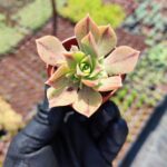 Aeonium Leucoblepharum