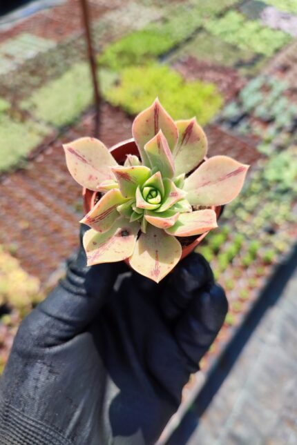Aeonium Leucoblepharum