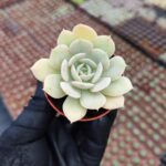 Echeveria Lola Sukulent