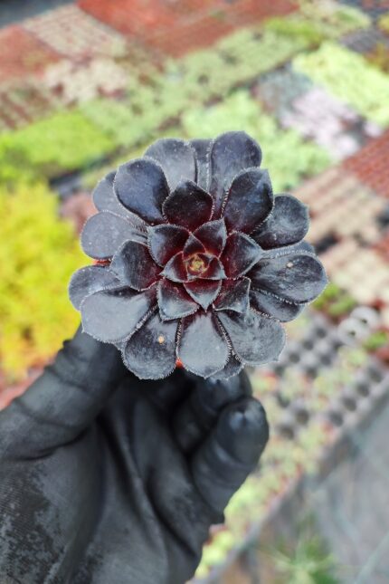 Aeonium arboreum zwartkop