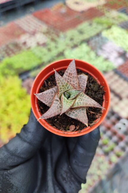 Haworthia Venosa