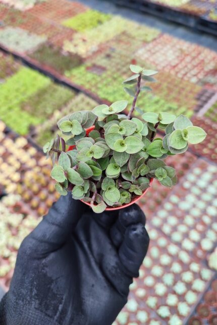 Callisia Repens