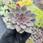 Echeveria Mensa