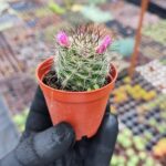 Mammillaria gracilis. Var fragilis