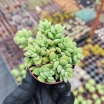 Crassula Lanuginosa Sukulent