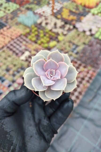 Echeveria Perle von Nürnberg Sukulent