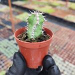 Euphorbia Polyacantha Kaktüs