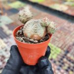 Euphorbia Globasa