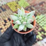 Pachyphytum compactum red tips
