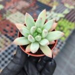 Pachyphytum hookeri