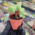 Echeveria Pulvinata Ruby Blush