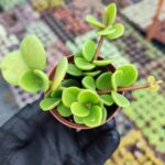 Peperomia Hope