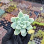 Sedum Clavatum Sukulent