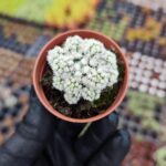 Mammillaria Gracilis ( Kar Topu Kaktüs )