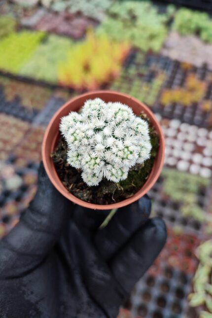 Mammillaria Gracilis ( Kar Topu Kaktüs )