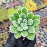 Echeveria Setosa Sukulent