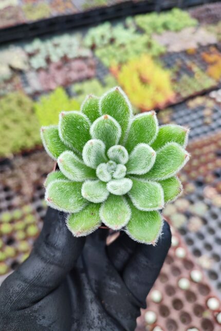 Echeveria Setosa Sukulent