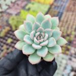 Echeveria apus