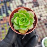 Sedeveria letizia Ssp.