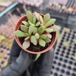 Anacampseros rufescens rubra