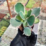 Kalanchoe Fedtschenkoi variegata