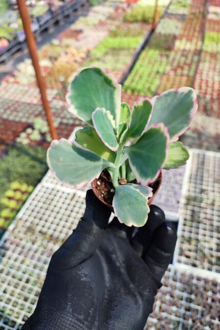 Kalanchoe Fedtschenkoi variegata