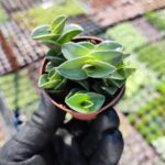 Callisia Navicularis