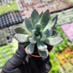 Echeveria black knight
