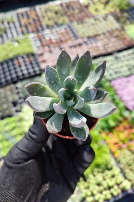 Echeveria black knight