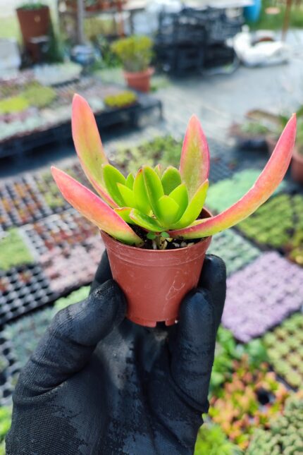 Crassula Capitella Campfire Sukulent (Kamp Ateşi)