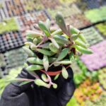 Othonna Capensis Yakut Kolyesi