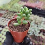 Sedum hernandezii