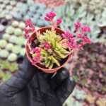 Crassula Exilis ssp. Schmidtii