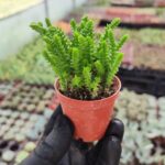 Crassula Lycopodiodies Prenses Çamı