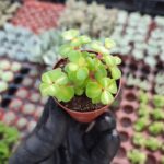 Portulacaria Afra Medio-Picta