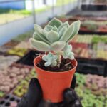 Echeveria Pulvinata Frosty