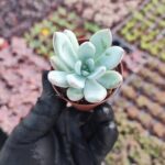 Echeveria Powderpuff Sukulent