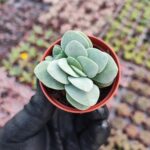 Crassula morgans beauty