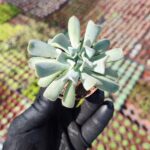Echeveria Topsy Turvy Sukulent