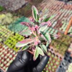 Kalanchoe pink butterflies Pembe Gözyaşı